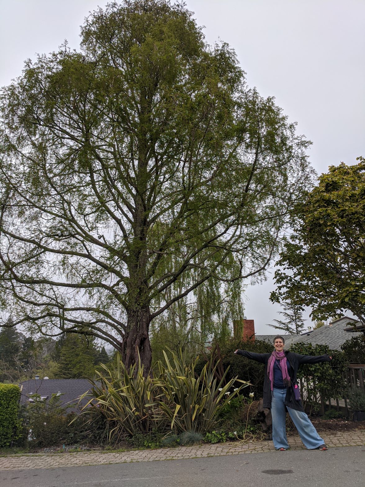 Leda Dederich opens her arms for an air hug in April 2020, in front of a deciduous redwood tree, as she returned home from a walk in Tilden Regional Park in Berkeley, Calif.